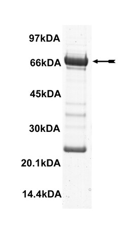 Eurofins DiscoverX ACK1 Protein, Active 250 &mu;g | Buy Online | Eurofins DiscoverX | Fisher Scientific